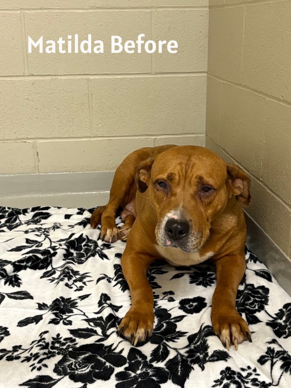 Matilda before surgery