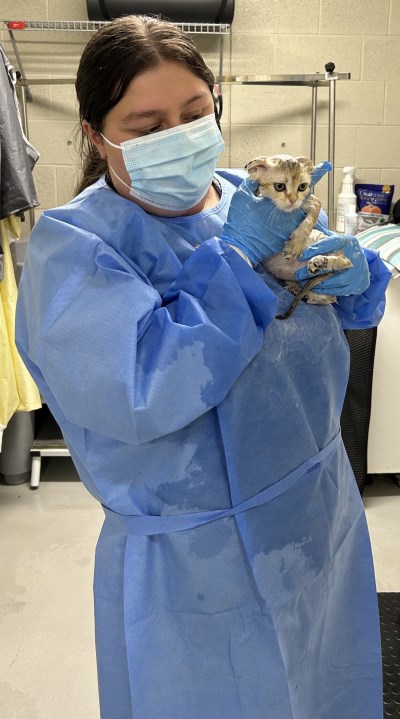 PPE worn to treat kittens