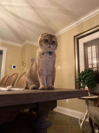 Stevie, one of the healed, adopted kittens