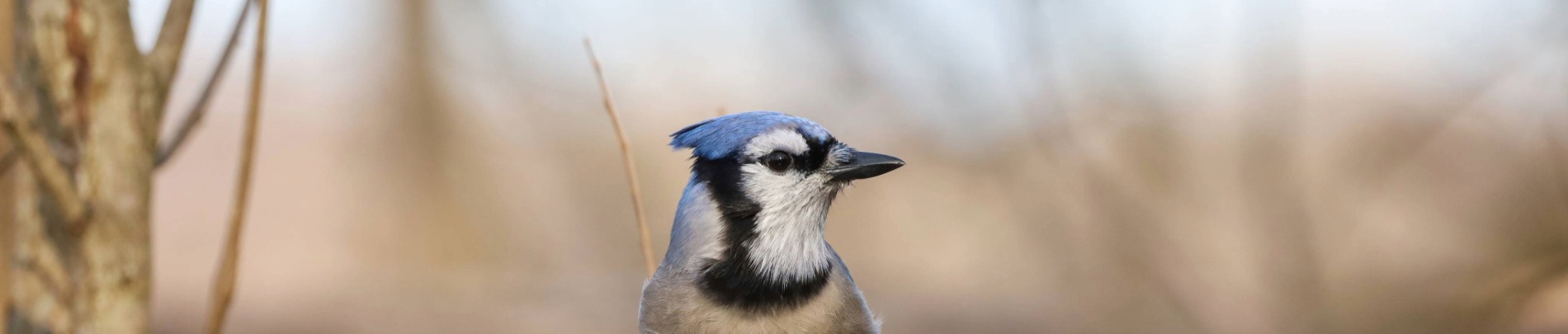 Blue Jay