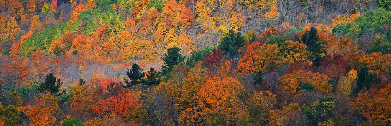 fall leaves