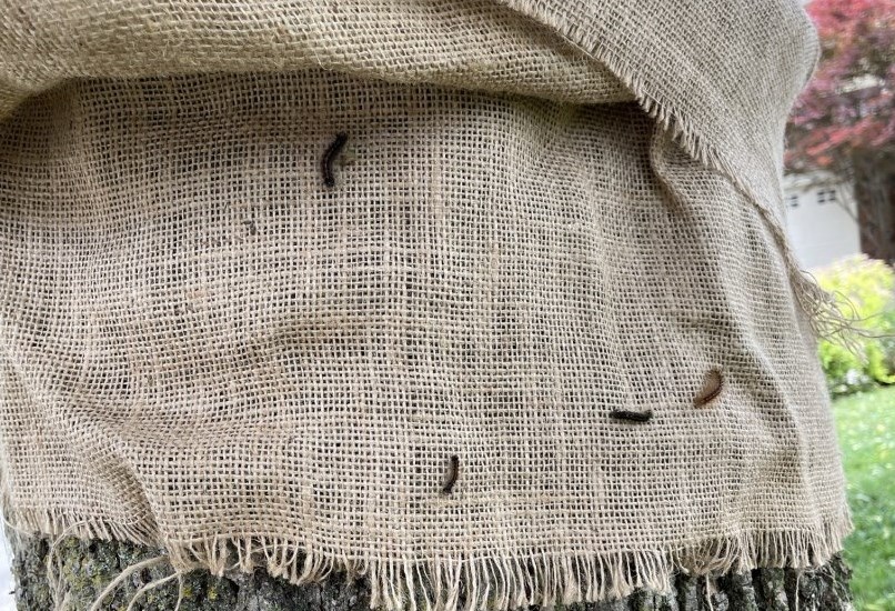 Spongy Moth Caterpillars in Burlap Band