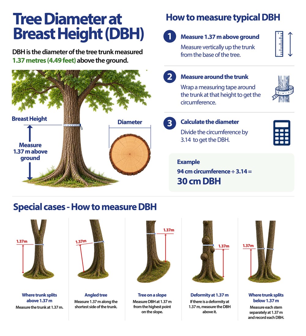 Images describing how to measure Diameter at Breast Height for various shapes of trees.